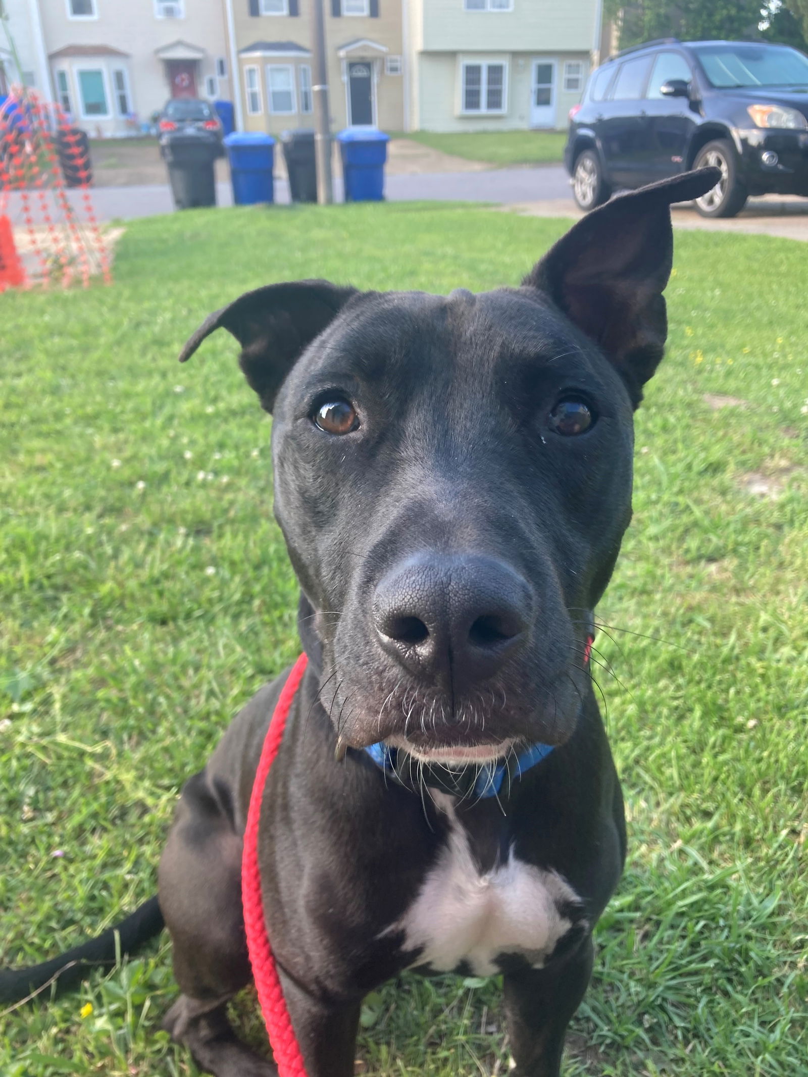 adoptable Dog in VAB, VA named 2310-0784 Sylvester (Off Site Foster)