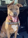 adoptable Dog in vab, VA named 2310-0172 Ike