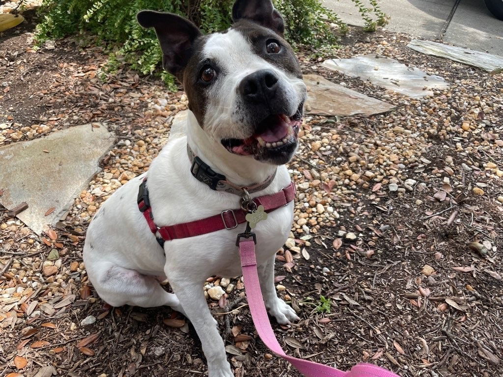 adoptable Dog in VAB, VA named 2311-1566 Aubrie