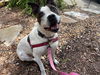 adoptable Dog in  named 2311-1566 Aubrie