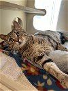 adoptable Cat in vab, VA named 2310-1695 Kreature (Off Site Foster)
