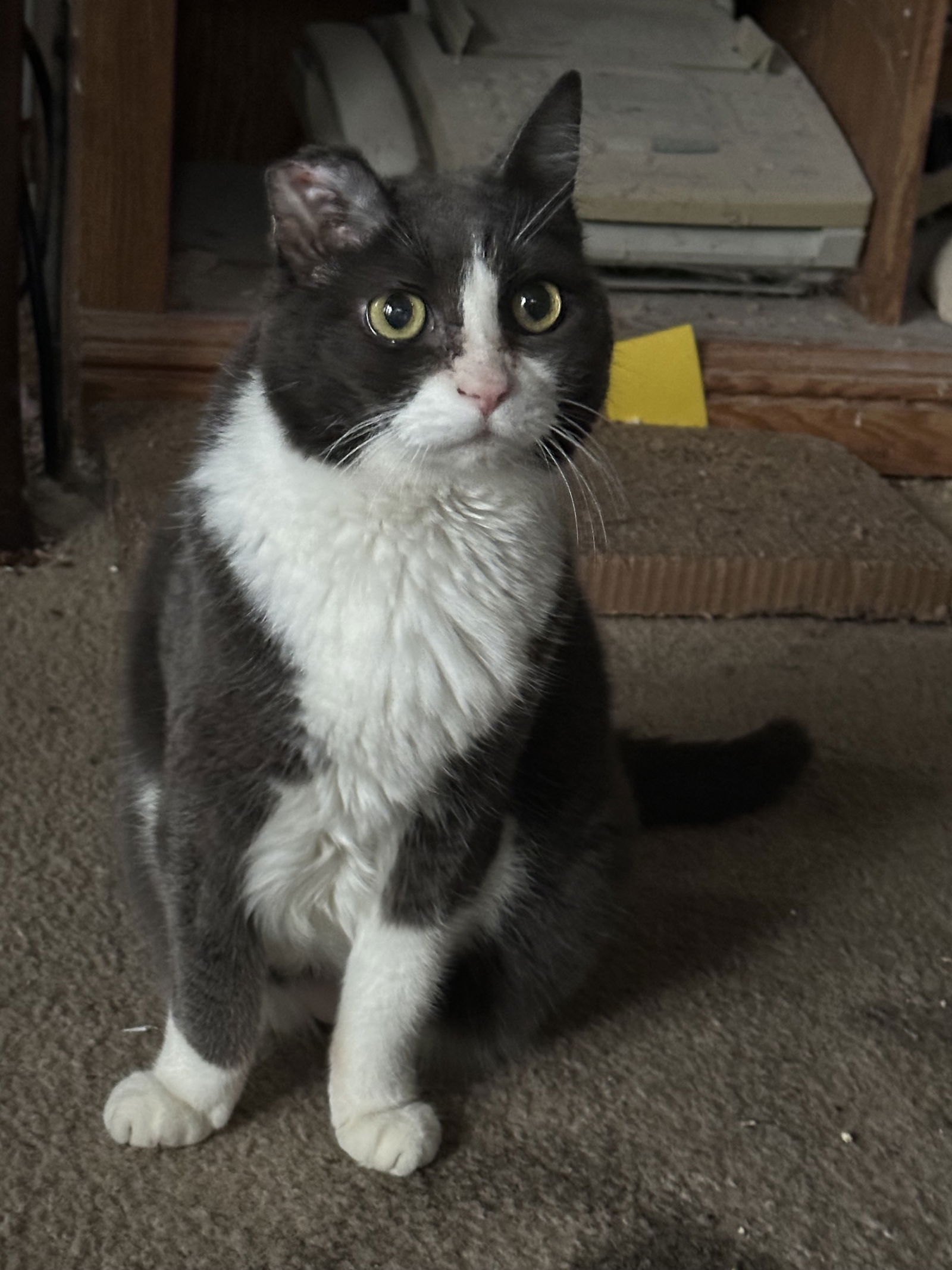 adoptable Cat in VAB, VA named 2309-0482 Roxy