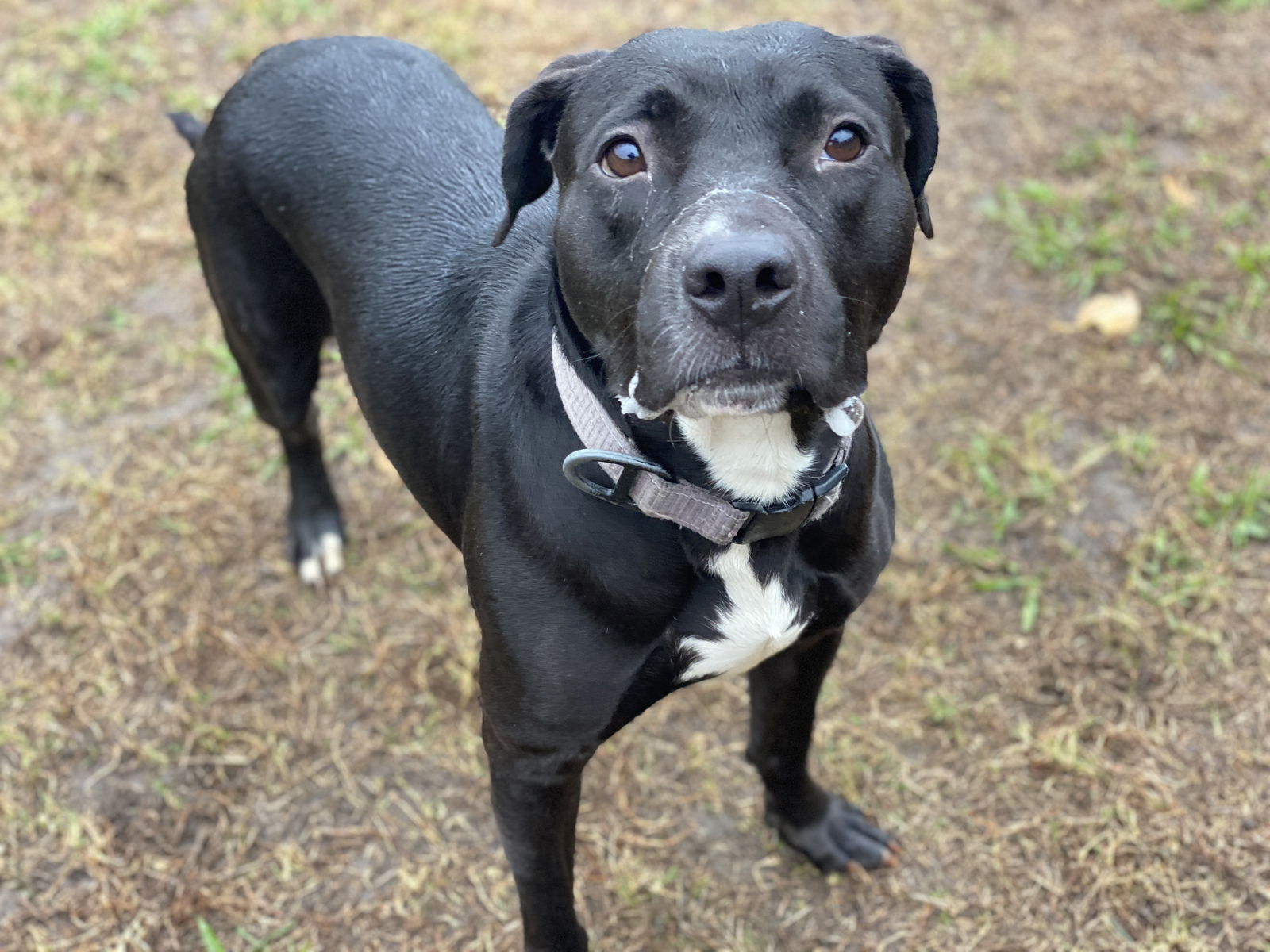 Dog adoption in VAB, VA 23451: Pit Bull Terrier / Mixed Dog 