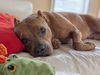 2403-1243 Katana (Off Site Foster)