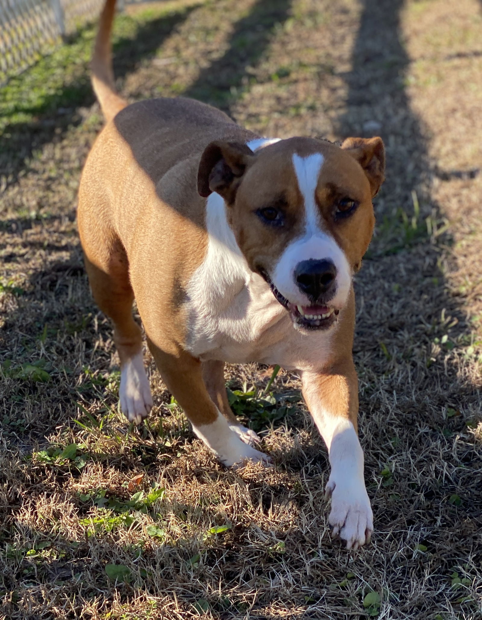 adoptable Dog in VAB, VA named 2312-1532 Diesel (Off Site Foster)