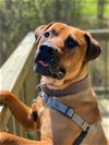 adoptable Dog in vab, VA named 2311-0689 Trusty