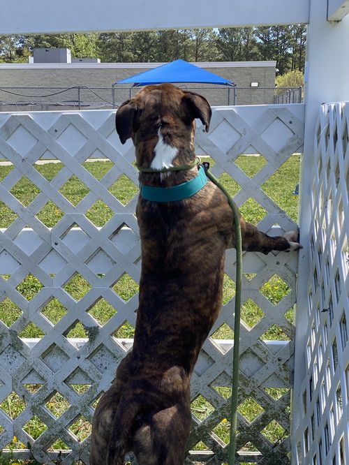 Boxer Umbrella - Brindle Boxer Umbrella - Brindle