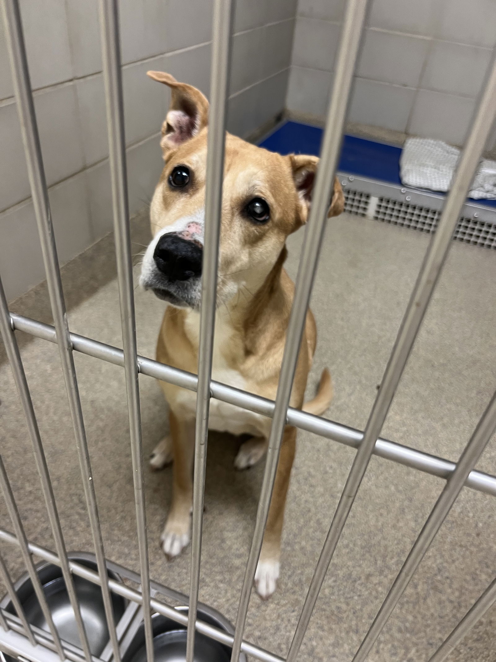 Dog for Adoption 23111600 Lucy, a Pit Bull Terrier in Carrollton, VA