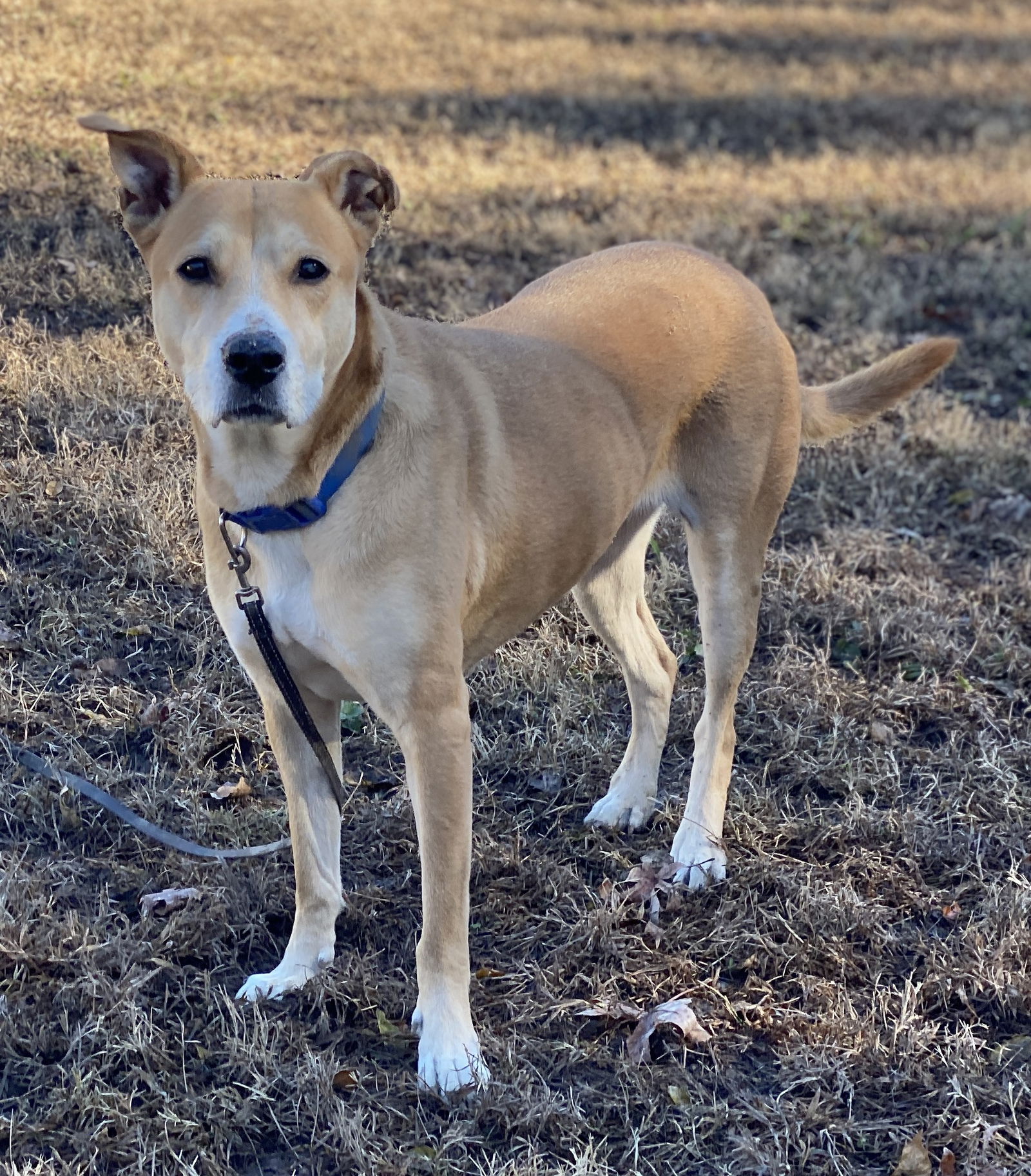 adoptable Dog in VAB, VA named 2311-1600 Lucy