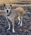adoptable Dog in vab, VA named 2311-1600 Lucy