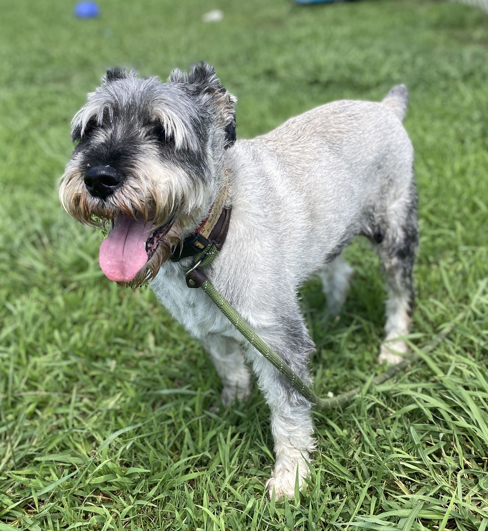 adoptable Dog in VAB, VA named 2407-0086 Diezel