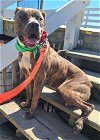 adoptable Dog in vab, VA named 2312-0585 Arisu