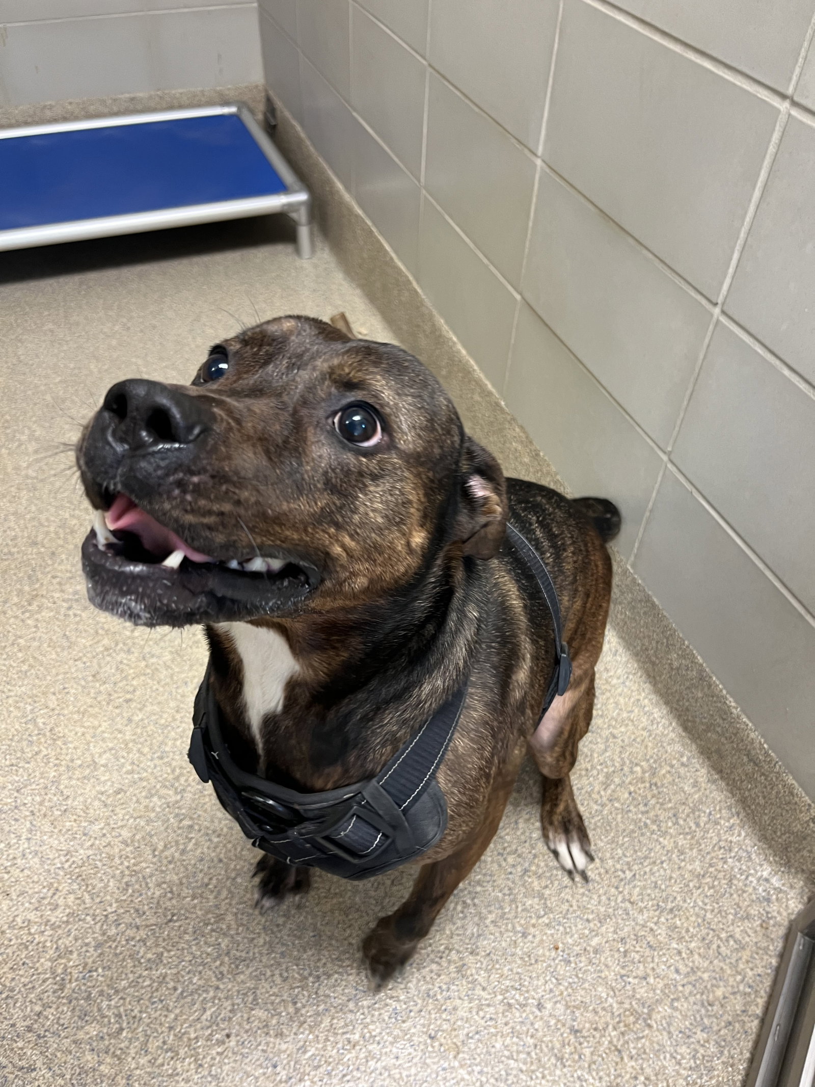 Dog for Adoption 23121588 Chevy, a Pit Bull Terrier in City Of