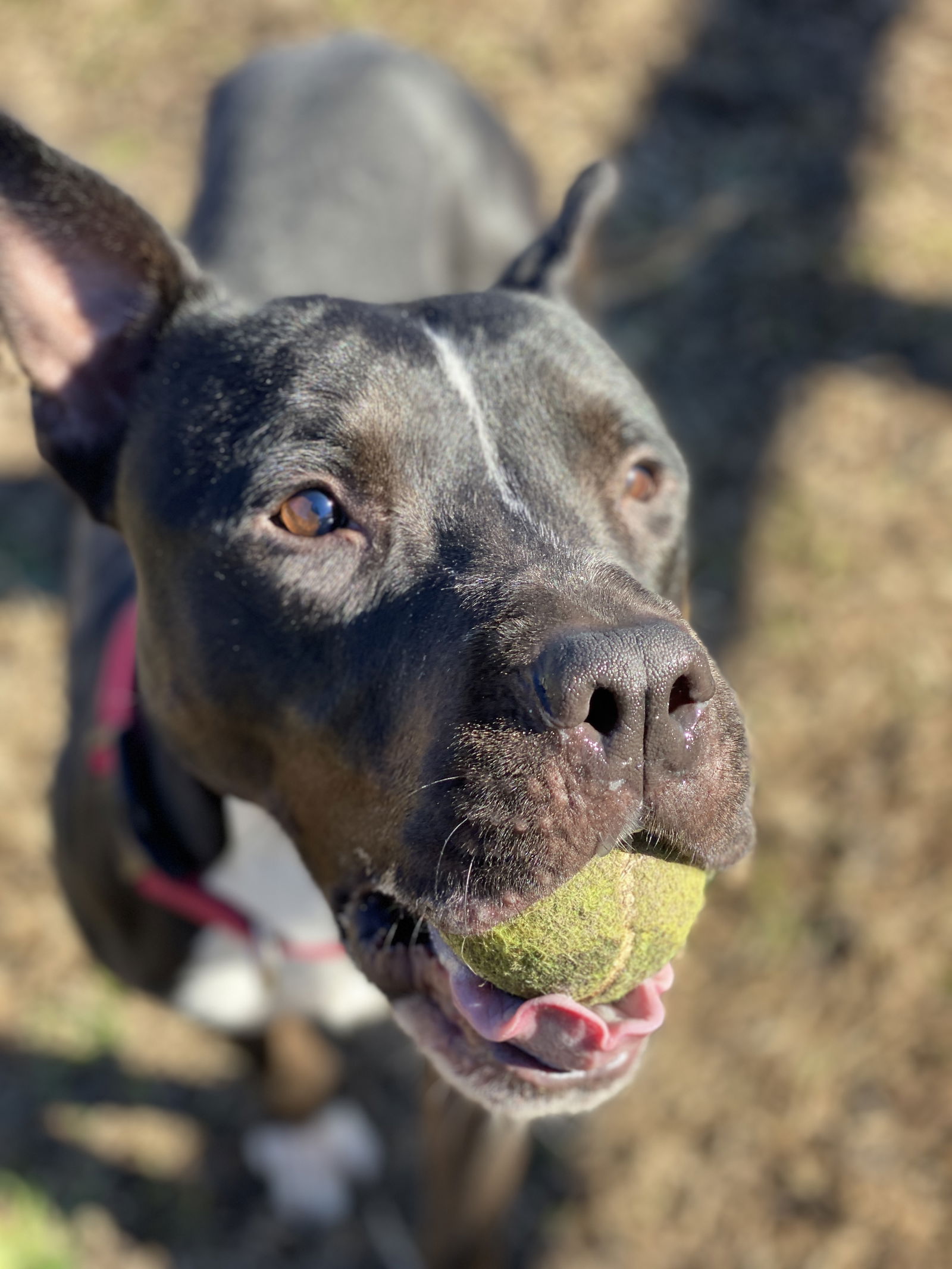 adoptable Dog in VAB, VA named 2312-0611 Captain (Off Site Foster)