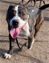 adoptable Dog in vab, VA named 2401-0395 Sally