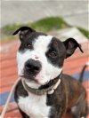 adoptable Dog in vab, VA named 2401-0211 Aguni