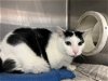 adoptable Cat in vab, VA named 2401-0483 Leila (Off Site Foster)