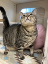 adoptable Cat in VAB, VA named 2407-0281 Benji (Off Site Foster)