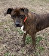 adoptable Dog in vab, VA named 2403-1260 Serenity (Off Site Foster)