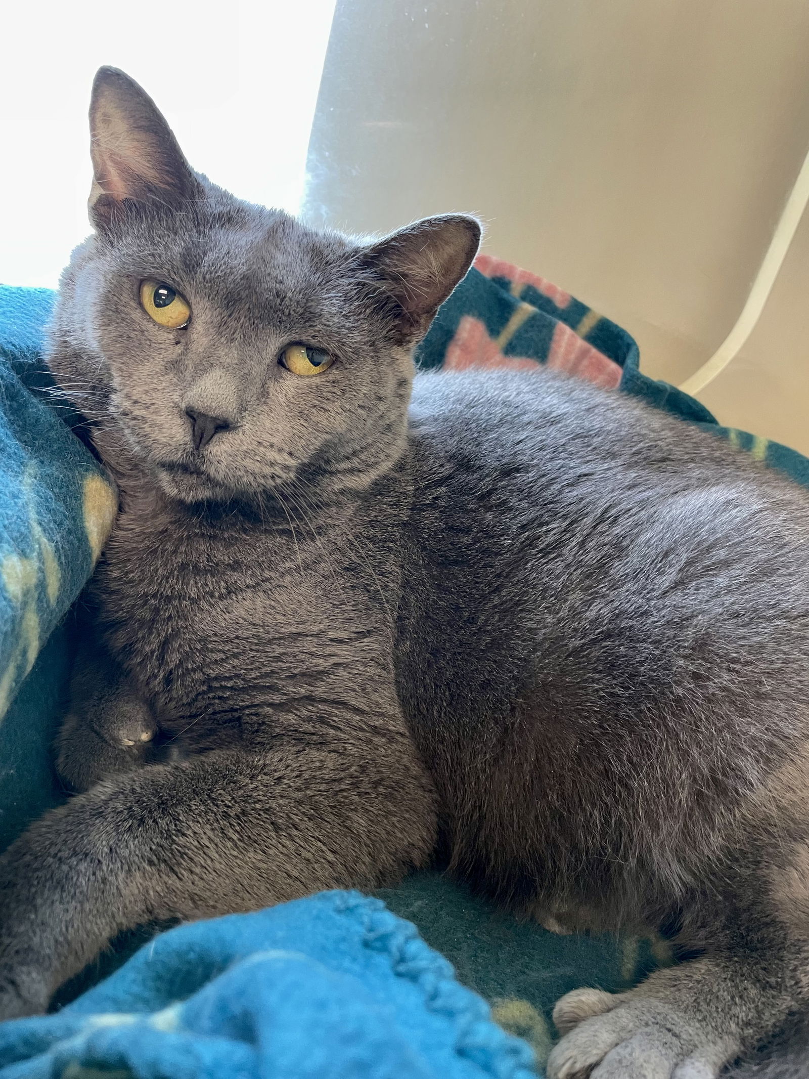 adoptable Cat in VAB, VA named 2401-1520 Reina