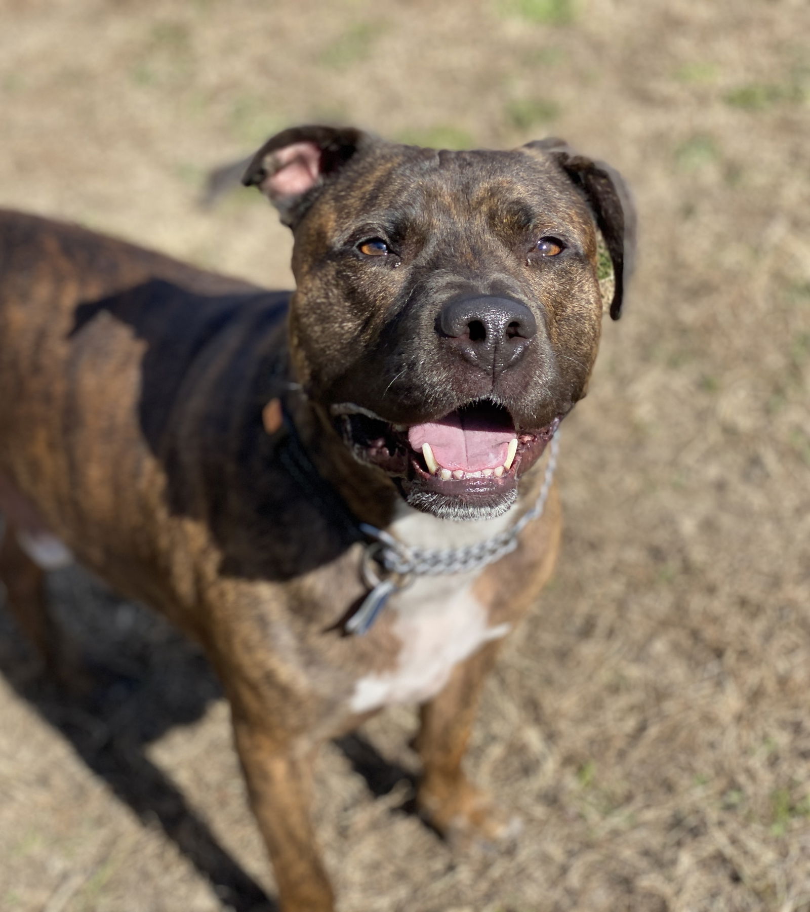 adoptable Dog in VAB, VA named 2402-0335 Otis