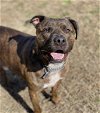 adoptable Dog in vab, VA named 2402-0335 Otis