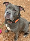 adoptable Dog in vab, VA named 2402-0336 King