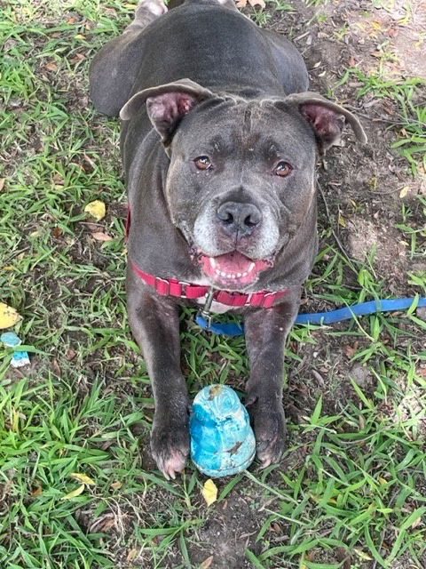 adoptable Dog in VAB, VA named 2402-0336 King