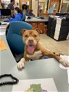adoptable Dog in vab, VA named 2402-0362 Farmer