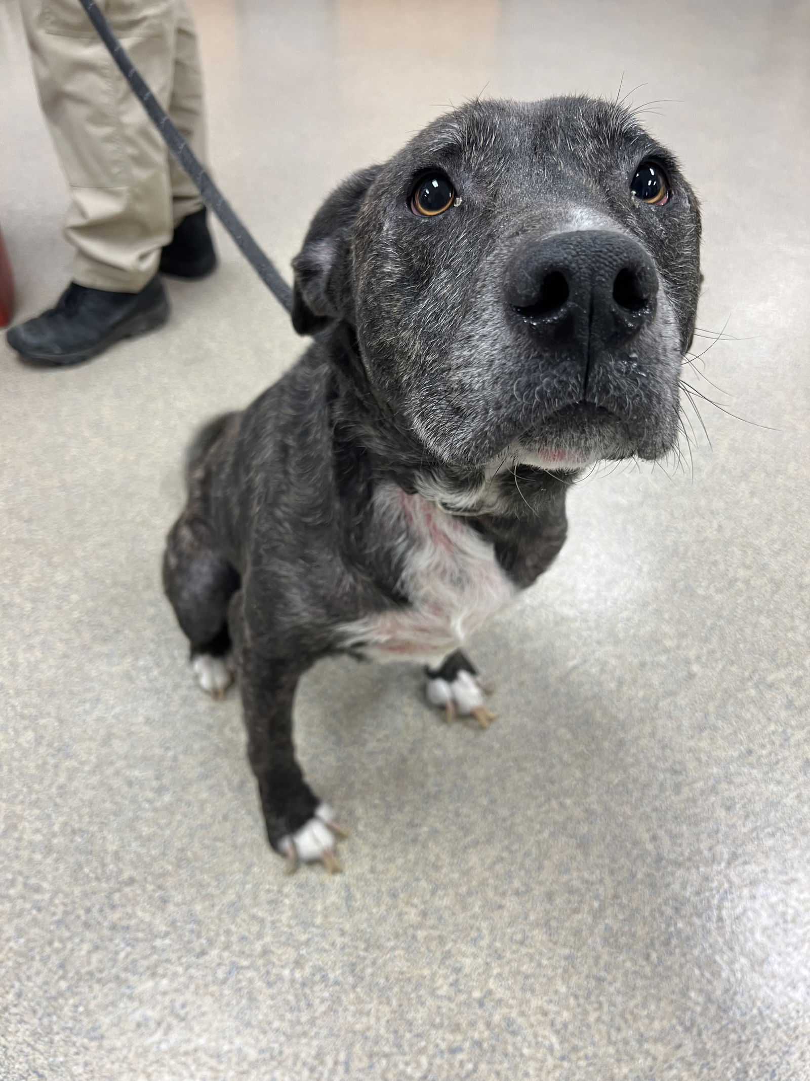 adoptable Dog in VAB, VA named 2405-0935 Digger