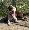 adoptable Dog in vab, VA named 2404-0327 Kiara