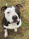 adoptable Dog in vab, VA named 2402-0391 Achilles
