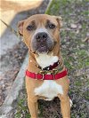 adoptable Dog in vab, VA named 2401-0535 Graves