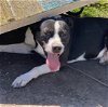 adoptable Dog in vab, VA named 2402-0162 Mason