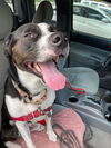 2402-0162 Mason (Off Site Foster)