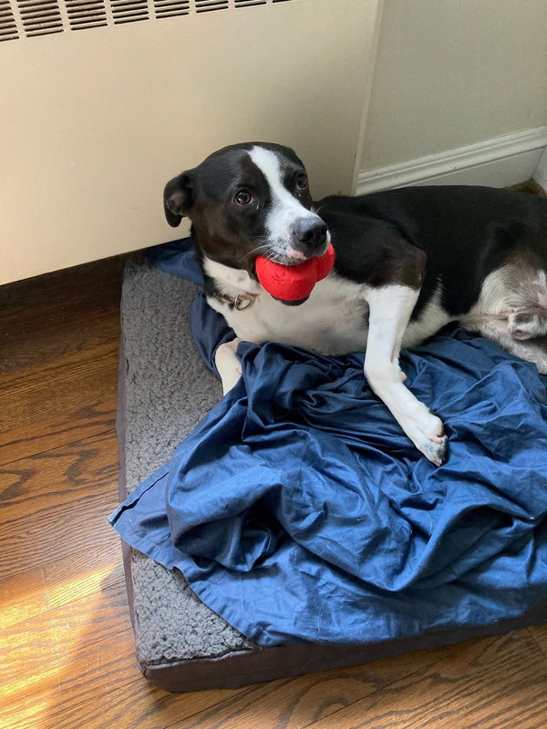 169536 Mason (Off Site Foster)