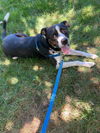 adoptable Dog in VAB, VA named 2402-0162 Mason (Off Site Foster)