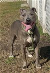 adoptable Dog in vab, VA named 2402-0606 Silver