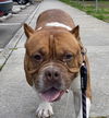 2407-0227 Zeus (Off Site Foster)