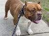 2407-0227 Zeus (Off Site Foster)