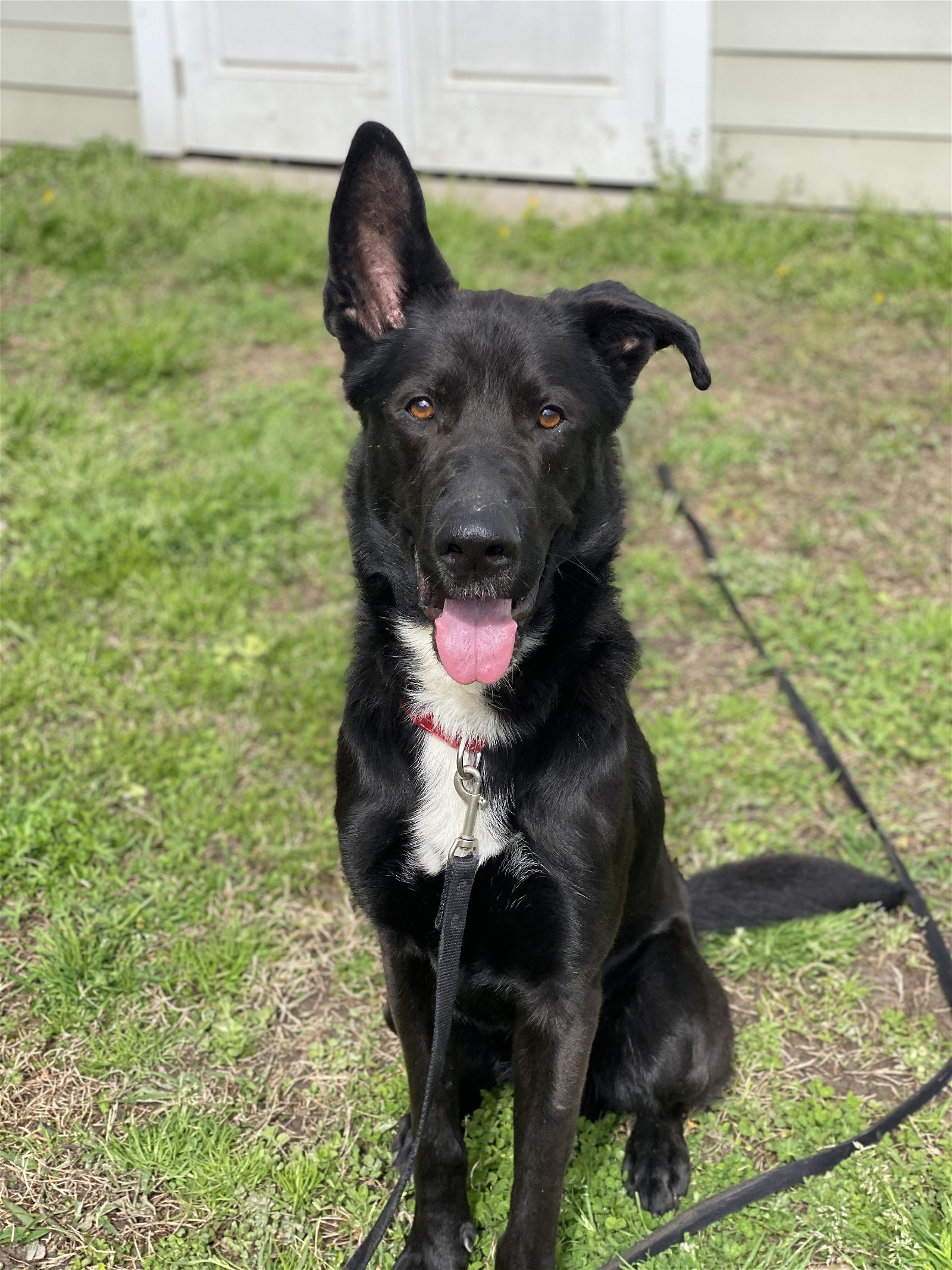 adoptable Dog in VAB, VA named 2403-1233 Myka
