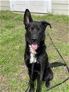 adoptable Dog in vab, VA named 2403-1233 Myka