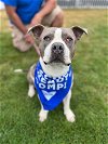 adoptable Dog in vab, VA named 2403-0435 Cherry Pie