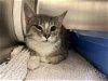 adoptable Cat in vab, VA named 2402-0634 Kiwi (Off Site Foster)
