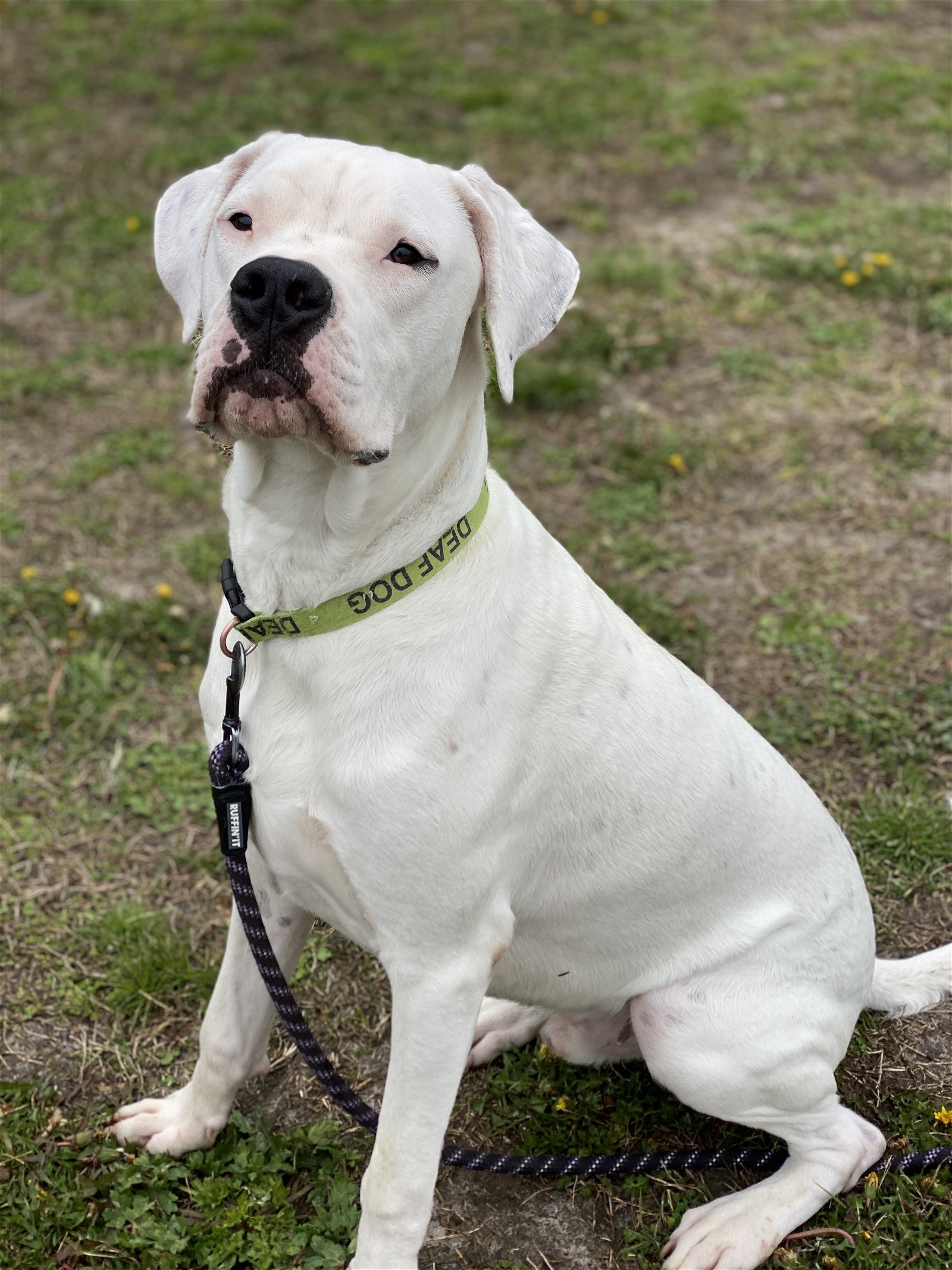 adoptable Dog in VAB, VA named 2402-0697 Loki (Off Site Foster)