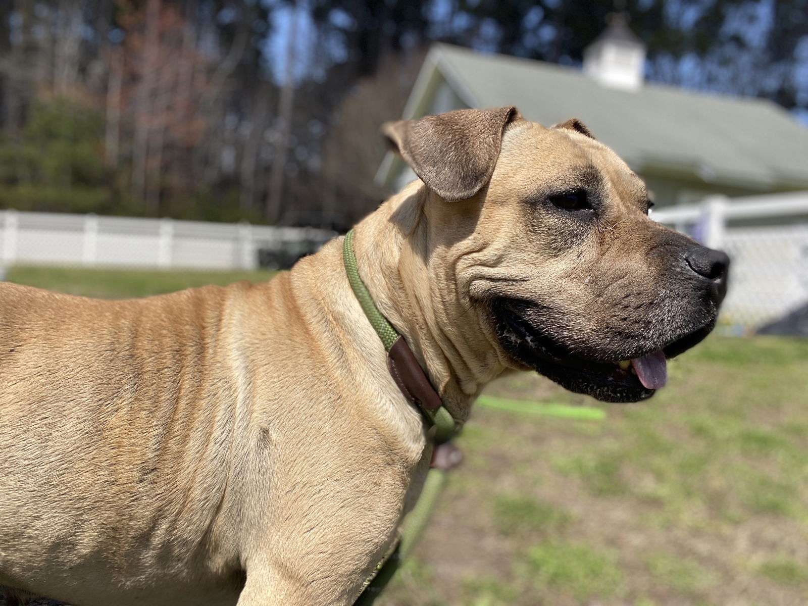 adoptable Dog in VAB, VA named 2403-0162 Tilli