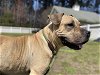 adoptable Dog in vab, VA named 2403-0162 Tilli