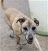 adoptable Dog in  named 2403-1194 Rosie
