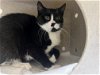 adoptable Cat in vab, VA named 2403-0360 Easter Bunny