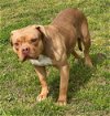 adoptable Dog in vab, VA named 2404-0276 Governor
